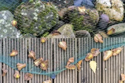 AQUAGART - Filet de bassin 7 m x 6 m filet à feuilles, filet, filet de protection contre les oiseaux, robuste
