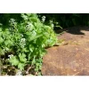 CLASSGARDEN - Pas japonais corten irrégulier - pack de 14 pièces