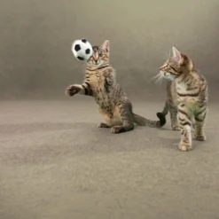 DÉCOWEB - Moquette d'extérieur sur plots - terrasse et balcon - beige sable - rouleau de 1.33m x 38m