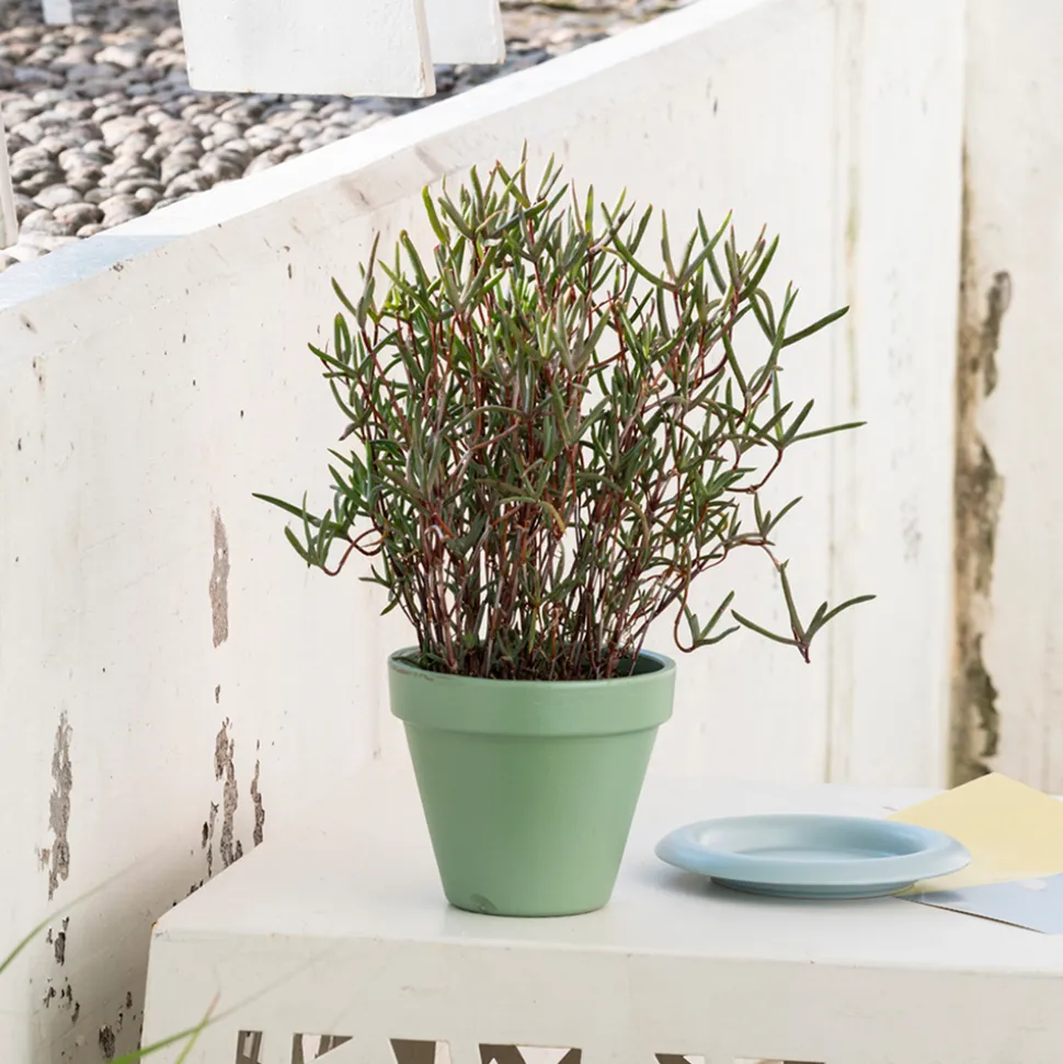 DEROMA - Pot Vaso Colorama Sauge, en terre cuite - D.15cm