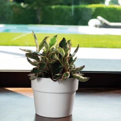 DEROMA - Pot Vaso Perfetto Bigband en terre cuite émaillée Epoxy Talc - D.24cm