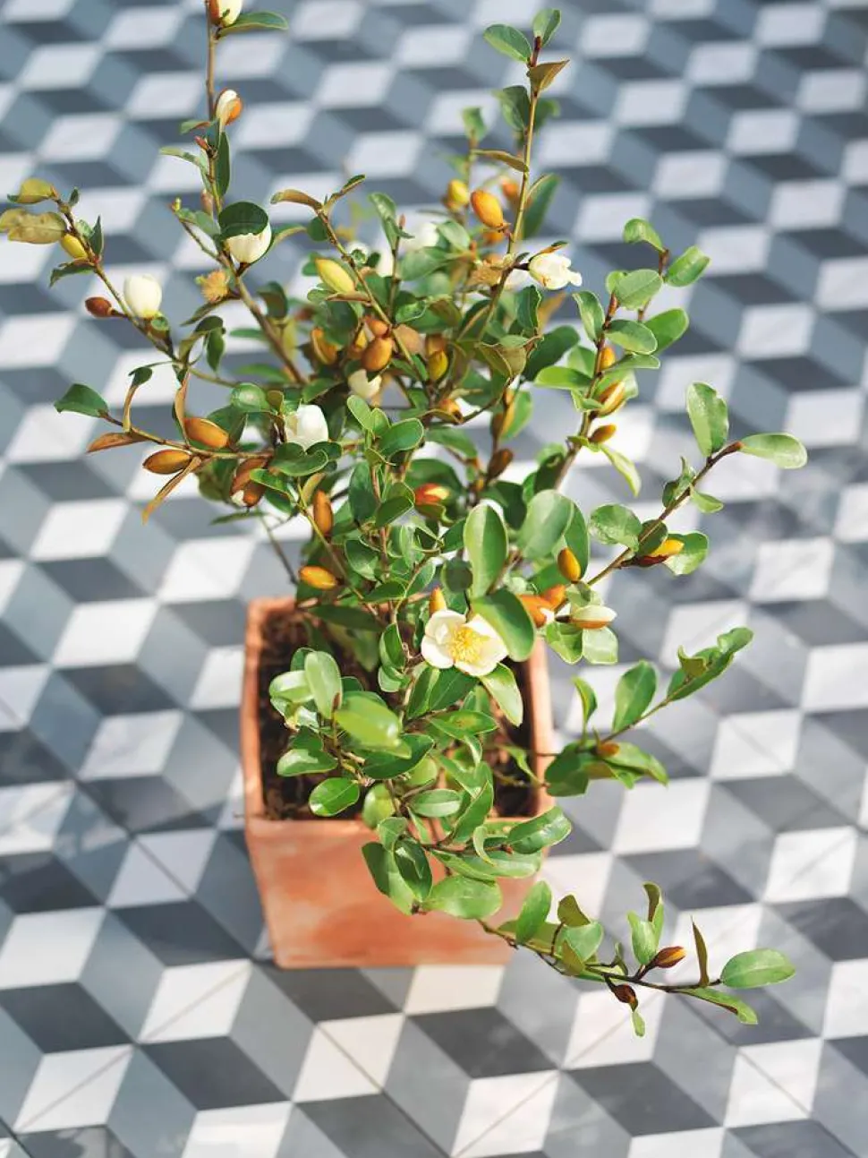GOICOECHEA - Petit pot carré en terre cuite L. 21 x l. 21 x H. 19cm