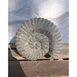 WANDA COLLECTION - Sculpture coquille de nautilus en pierre volcanique 20 cm